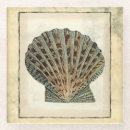 Suche nach seegeschöpfe Seashell