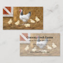 Recherche de poules et poussins cartes visite Poulets