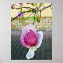 Suche nach magnolie poster Pastellfarben