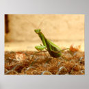 Suche nach betende poster Mantis