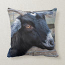 Recherche de chevres coussins Noir