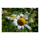 Recherche de marguerite posters Nature