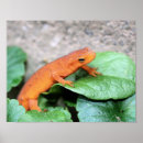 Suche nach salamander poster Fotografie