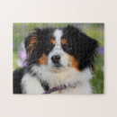 Suche nach australian shepherd puzzle Hunde