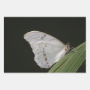 Suche nach schmetterling geschenkpapier Tierwelt