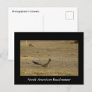 Recherche de roadrunners cartes postales Conducteur