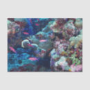 Recherche de espèce marine Tropical