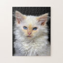 Recherche de chaton siamois puzzles Yeux bleus