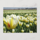 Recherche de tulipe blanche cartes postales Pour tous