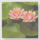 Suche nach kenilworth Seerose