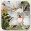 Recherche de orchidées dessous de verres Photographie