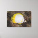 Suche nach tropische fische poster leinwandbilder Riff