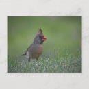 Recherche de cardinal féminin Faune