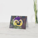 Suche nach pansy blume karten Lila
