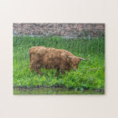 Recherche de vache vaches puzzles Animaux