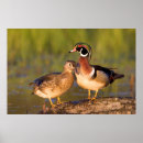 Recherche de sponsa posters Oiseau