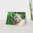 Recherche de gingembre photographie Chat