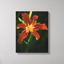 Suche nach orange lilien poster Fotografie