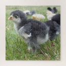 Suche nach huhn puzzle Niedlich
