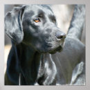 Suche nach schwarzes labrador retriever poster Hunde