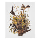 Suche nach audubon poster John james audubon