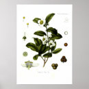 Recherche de camellia posters Tableau