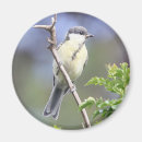 Suche nach singvögel magnete Natur
