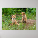 Suche nach füchse poster Tierfotografie