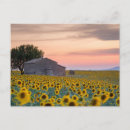 Recherche de fleurs de champ cartes postales France