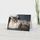 Suche nach maine coon cat karten Tier