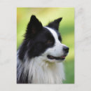 Recherche de chien noir cartes postales Photographie