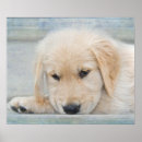 Recherche de chiots mignons posters Golden retriever