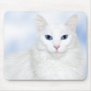 Recherche de angora tapis souris Félin