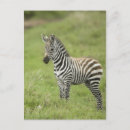 Recherche de faune flore cartes postales Herbe