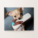 Recherche de chiot de chiwawa Mignon
