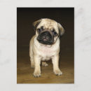 Recherche de pug dog cartes postales Cute