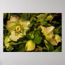 Recherche de hellebore posters Floral
