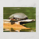 Suche nach gemalte schildkröte poster Fotografie