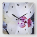 Recherche de orchidées blanches horloges Orchidée blanche