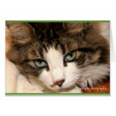 Suche nach langhaarige katze postkarten Fotografie