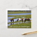 Suche nach wildes pferd postkarten Tiere