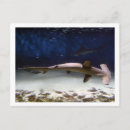 Recherche de marteau cartes postales Requin