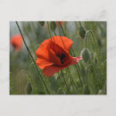 Suche nach rote mohnblumen postkarten Wildblumen