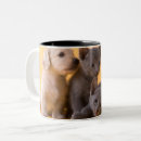 Recherche de russe bleu tasses Chaton