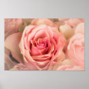 Suche nach hellrosa rose poster Pastellrosa