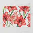 Recherche de amaryllis cartes postales Élégant