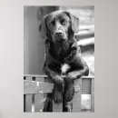 Suche nach brauner labrador poster Schwarzes labor