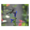 Suche nach salvia poster Kolibris
