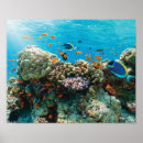 Suche nach tropische fische poster Korallenriff