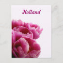 Suche nach lila tulpen postkarten Natur